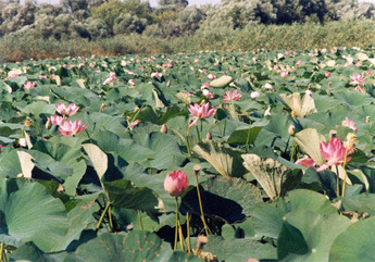 астрахань каспийское море